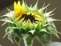 花が咲き始めたヒマワリ