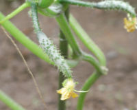 キュウリの雄花