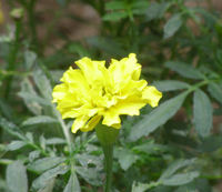 マリーゴールド