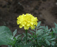 マリーゴールド