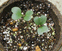 スティックセニョールの芽