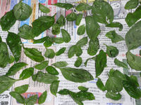 収穫したバジル