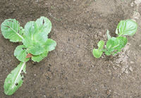 白菜を植えました