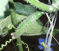 実を付け始めた、キュウリ