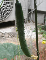 キュウリが大きくなりました