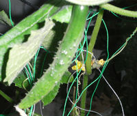 キュウリが育ってきた