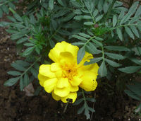 マリーゴールドが咲きました