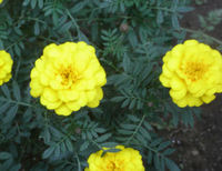 咲き乱れるマリーゴールド