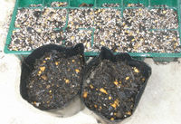 2009年家庭菜園スタート