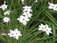 庭に咲いてる花