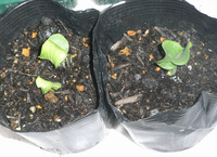 カボチャの芽が出た