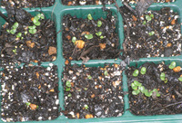 バジルの芽が出ました