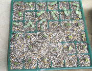 芽が出た枝豆とヒマワリ