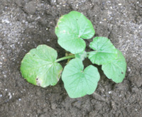 カボチャを定植