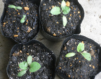 ナスをポッド上げ