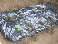 エダマメを定植