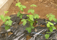 定植後のエダマメ