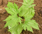 定植後のゴーヤ