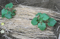 カボチャはますます成長