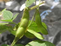 エダマメのさや