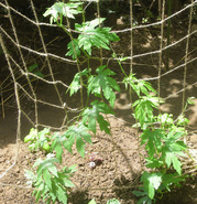 成長中のゴーヤ