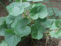 伸び続けるカボチャ