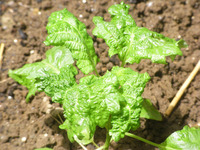 青ちりめんしそ