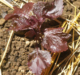 赤ちりめんしそ