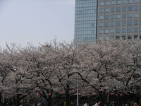 錦糸公園の桜