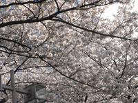 錦糸公園の桜 その2