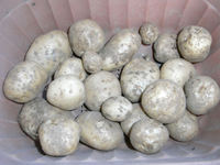 収穫したジャガイモ