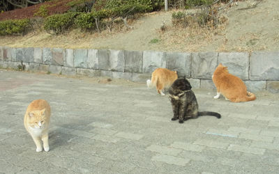 稲毛海浜公園の猫たち