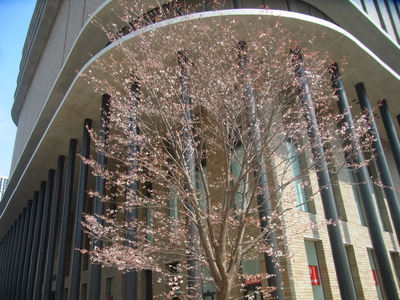 大阪の桜