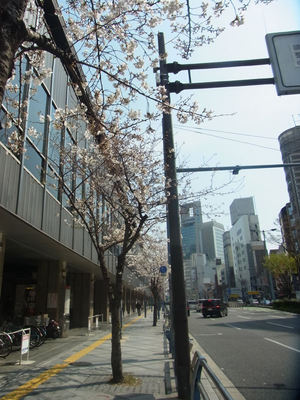 大阪の桜