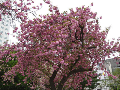 錦糸公園の八重桜 その1