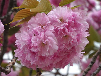 錦糸公園の八重桜 アップ1