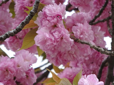 錦糸公園の八重桜 アップ2
