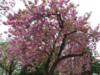 錦糸公園の八重桜 その2