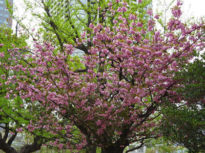 錦糸公園の八重桜 その3