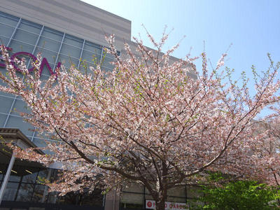さくら公園の桜