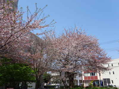 さくら公園の桜