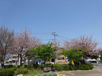 さくら公園の桜