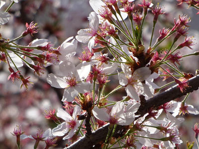 さくら公園の桜 アップ