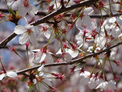 さくら公園の桜 アップ