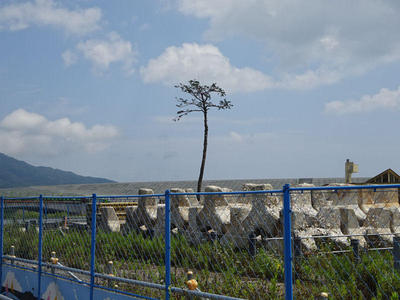 奇跡の一本松 遠影