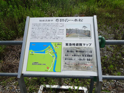 奇跡の一本松 解説