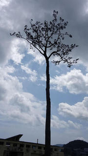 奇跡の一本松 近影