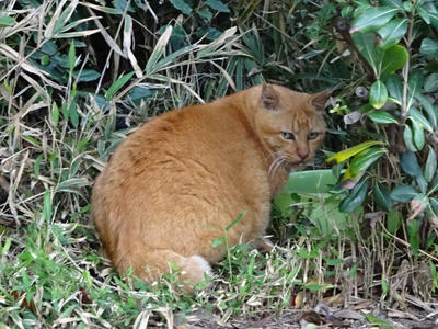 振り向き茶トラさん