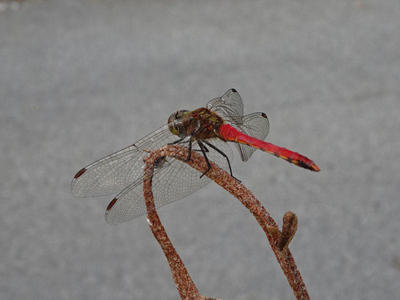 赤とんぼ