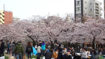 錦糸公園の桜 1